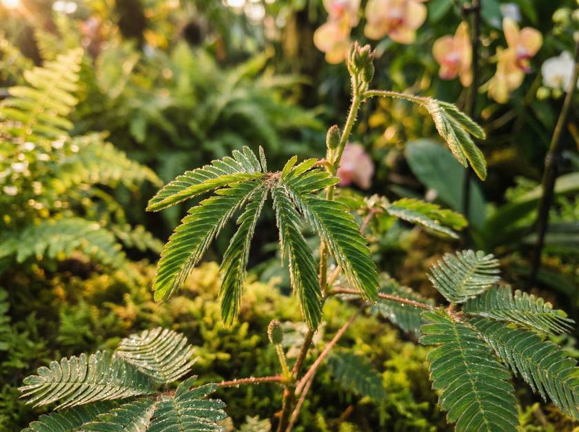 海角社区含羞草视频